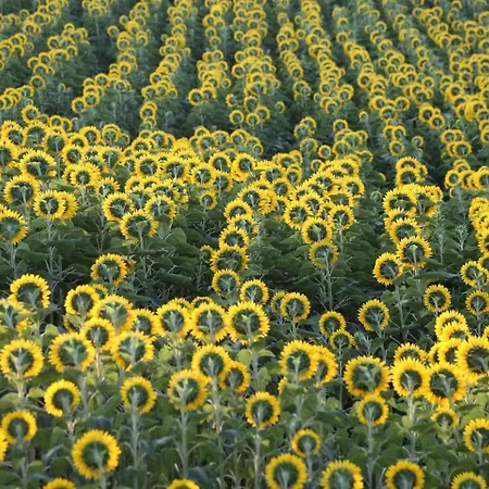 Solar Powered Hillside Retreat 1 Hour From Rome Διαμέρισμα *
